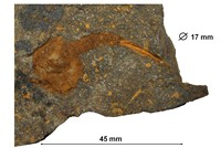 Carpoïdes - Dendrocystites